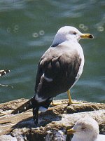 Black-tailed Gull from photo by Elliot Kirschbaum