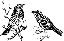 Black-and-white Warblers