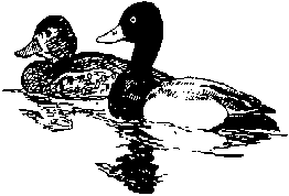 scaup